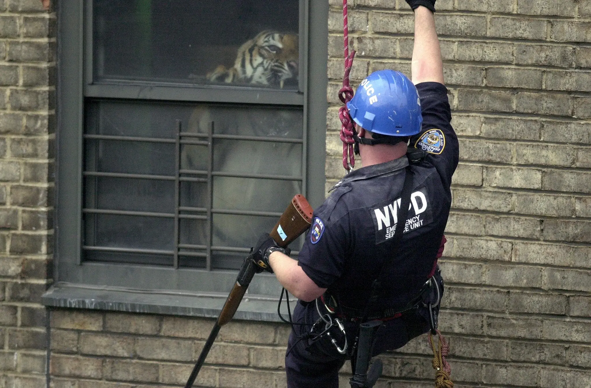Тигр в квартире Гарлема, который был пристрелен и похоронен на кладбище домашних животных. Фото: New York Times.